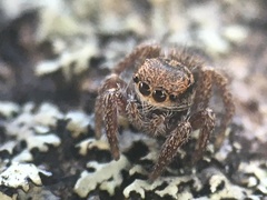 Habronattus decorus