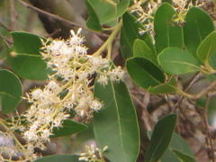 Apodytes dimidiata dimidiata