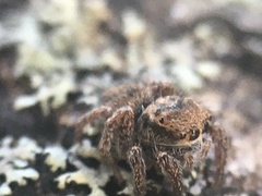 Habronattus decorus