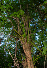 Trichocentrum yucatanense