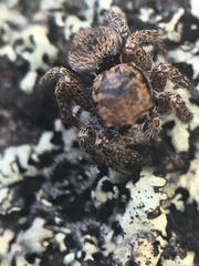 Habronattus decorus