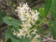 Apodytes dimidiata dimidiata