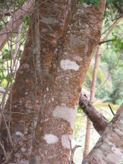 Apodytes dimidiata dimidiata