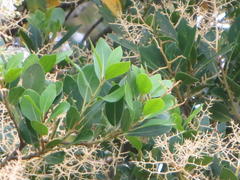 Apodytes dimidiata dimidiata