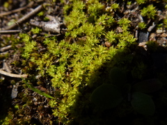 Barbula calycina