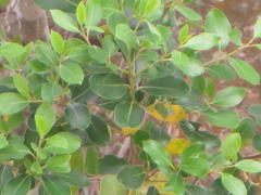 Apodytes dimidiata dimidiata