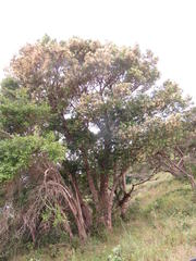 Apodytes dimidiata dimidiata