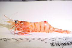 Eualus belcheri