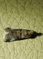 Conobathra hemichlaena