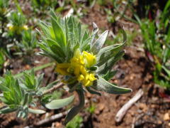 Xiphotheca lanceolata