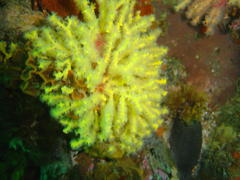 Melithaea rubra