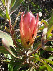 Protea burchellii
