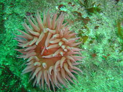Pseudactinia flagellifera