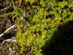 Barbula calycina