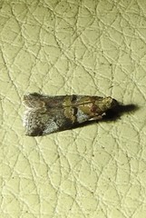 Conobathra hemichlaena