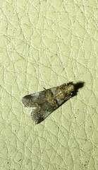 Conobathra hemichlaena