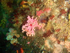 Stylaster nobilis