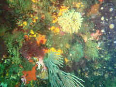 Stylaster nobilis