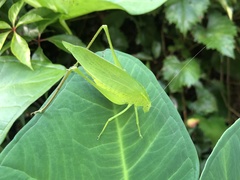 Amblycorypha oblongifolia