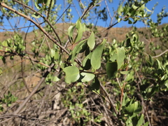 Monttea chilensis