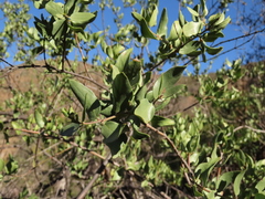 Monttea chilensis
