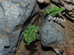 Cheilanthes hypoleuca