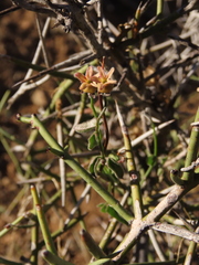 Diplolepis geminiflora