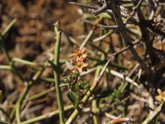 Diplolepis geminiflora