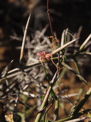 Diplolepis geminiflora