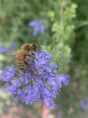 Apis mellifera