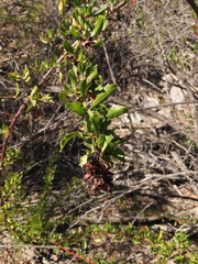 Escallonia illinita