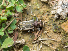 Neocicindela tuberculata