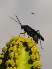 Batozonellus fuliginosus
