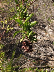 Escallonia illinita