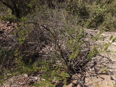 Escallonia illinita