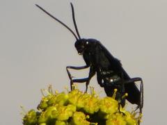 Batozonellus fuliginosus