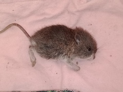 Pseudomys oralis