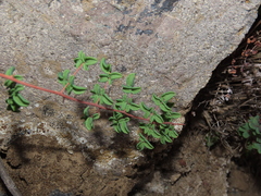 Pellaea myrtillifolia