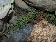 Pellaea myrtillifolia