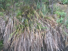 Machaerina sinclairii