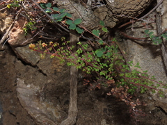 Pellaea myrtillifolia