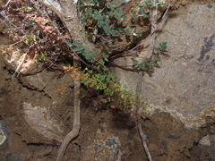 Pellaea myrtillifolia