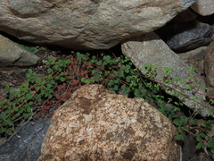 Pellaea myrtillifolia