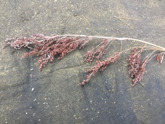 Machaerina sinclairii