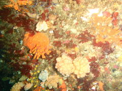 Eunephthya thyrsoidea