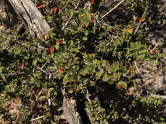 Berberis glomerata