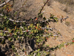Berberis glomerata
