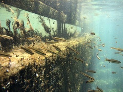 Pteronotropis harperi