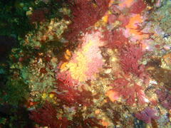 Melithaea rubra