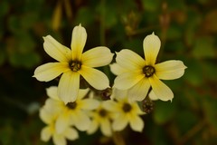 Sisyrinchium cuspidatum